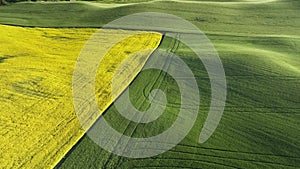 Beautiful drone view of the agricultural flat yellow and green fields covered with sun rays