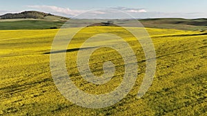 Beautiful drone view of the agricultural flat yellow and green fields covered with sun rays