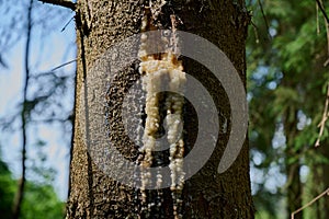 beautiful drop of resin on pine bark