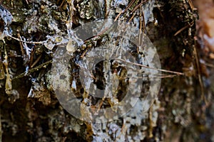 beautiful drop of resin on pine bark