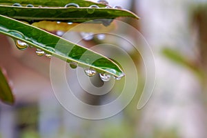 beautiful drops of rain water on green leaf.