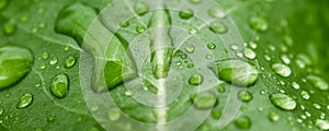 Krásný kapky z průhledný déšť voda na zelený list makro. přírodní 