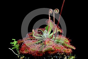 Beautiful Drosera flower on isolated background