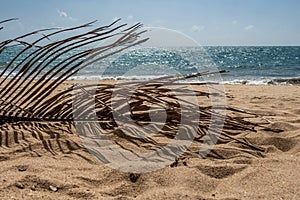 Beautiful dry brown big Cocos nucifera palm leaf is on the wild yellow loneliness and deserted and uninhabited beach by the blue