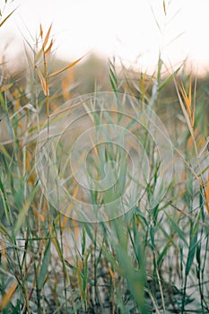 Beautiful dry brown branches of reeds on the river Bank in autumn at sunset, nature plant