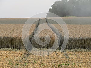 Beautiful dry cereal field ready to harvest food photo