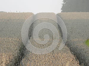 beautiful dry cereal field ready to harvest food photo