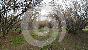 Beautiful dry forest path of colorful leaves in autumn with grass