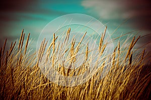 Beautiful dry grass and bent background - 80's retro vintage