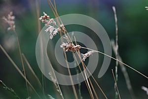 Beautiful dry grass close-up macro against a strongly unfocused background. Nature, art photo for poster. photo