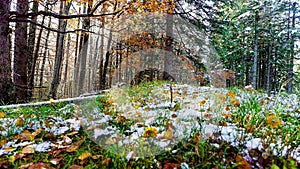 Beautiful dry grass covered with snow in the hoarfrost fluttering in a light breeze against a blue sky with sun.