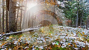 Beautiful dry grass covered with snow in the hoarfrost fluttering in a light breeze against a blue sky with sun.