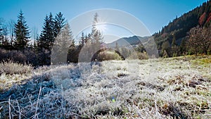 Beautiful dry grass covered with snow in the hoarfrost fluttering in a light breeze against a blue sky with sun.