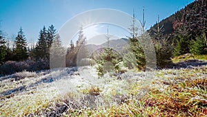 Beautiful dry grass covered with snow in the hoarfrost fluttering in a light breeze against a blue sky with sun.