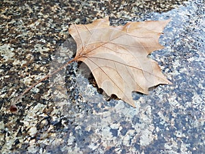 Beautiful dry leaf on the floor in Berlin to enjoy