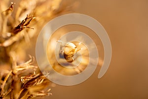 A beautiful dry plant lit by the setting sun. A plant in the autumn forest. Bush in the fall. Macro of a beautiful brown plant