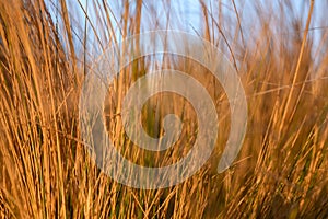 Beautiful dry reeds pampas grass on natural sunset background
