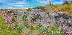 A beautiful dry stone wall in Cornwall, UK, along the Southwest coastal path.