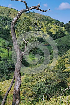 Dry tree on farm in the background, vegetation and mountains around, in rural region. photo