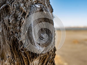 Beautiful dry tree trunk against the blue sky.wooden structure.wood texture