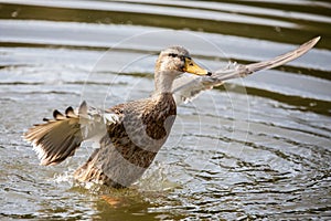 Duck in moving water at the Lac de Sauvabelin, Canton de Vaud, Switzerland photo