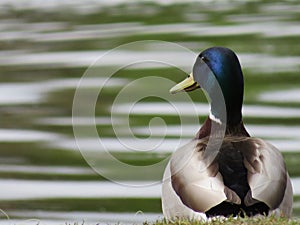 Beautiful duck colored feathers water swim beak photo