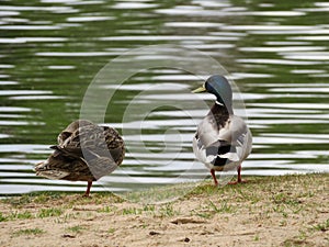 Beautiful duck colored feathers water swim beak photo