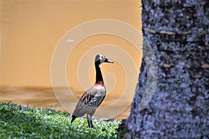 Beautiful duck Dendrocygna viduata on the lakeside in the sun