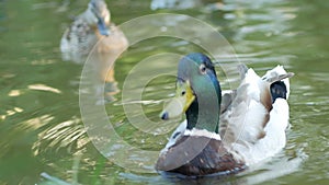 Beautiful duck and drake swim in the pond. Macro shooting, close distance.