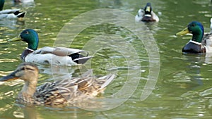 Beautiful duck and drake swim in the pond. Macro shooting, close distance.