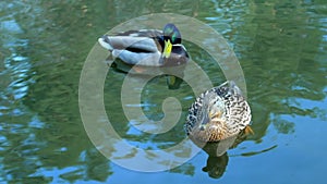 Beautiful duck and drake swim in the pond. Macro shooting, close distance.