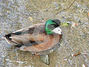 Beautiful duck of nice color put in the water to cool off from the heat photo