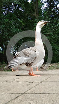 Beautiful duck standing on the floor of shatabdi park