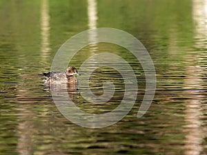 Beautiful duck swimming in a lake in Izumi Forest, Yamato, Japan captured early in the morning