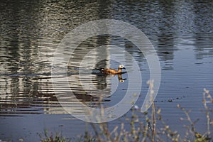 a beautiful duck swims in the lake and is imposed by the weather on the surface of the water the house is reflected