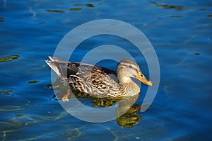 A beautiful duck in Thousand Oaks, CA