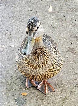 Beautiful Duck Upclose