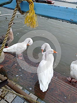 Beautiful Duck in yatch club Bhopal Madhya pradesh