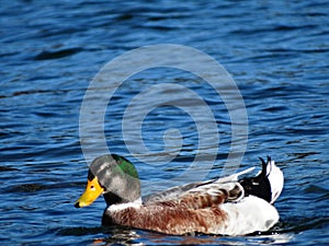 a beautiful duckling with brown feathers and a green head swimming in calm water on a sunny day photo