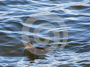 Beautiful duckling learning to swim in the river float water photo