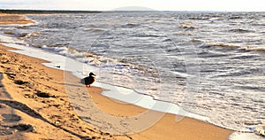 Beautiful ducks at the Baltic sea beach,