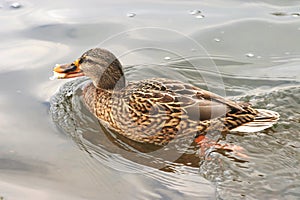 Beautiful ducks in cold water 3