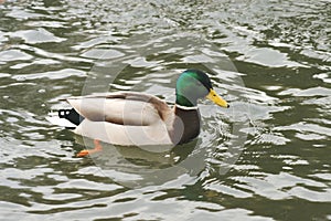 Beautiful ducks in cold water 19
