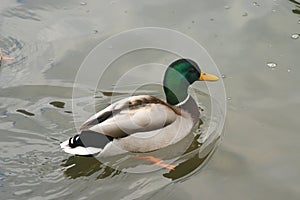 Beautiful ducks in cold water 22