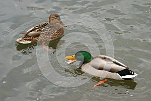 Beautiful ducks in cold water 30