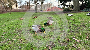 beautiful ducks eating on the grass on the meadow in Hannover Maschpark