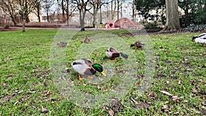 beautiful ducks eating on the grass on the meadow in Hannover Maschpark