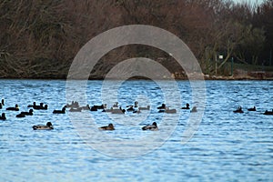 Beautiful ducks sunbathing and swimming in the water photo
