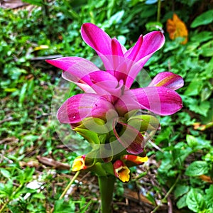 Beautiful dumplings grow wild in the plantations of local residents