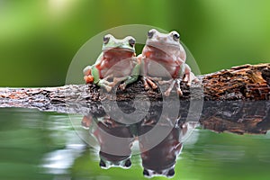 Beautiful Dumpy frog in reflection photo